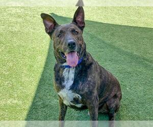 Dutch Shepherd -Unknown Mix Dogs for adoption in Orange, CA, USA