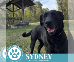 Labrador Retriever-Unknown Mix Dogs for adoption in Kimberton, PA, USA