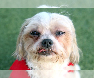 Shih Tzu Dogs for adoption in Salem, MA, USA