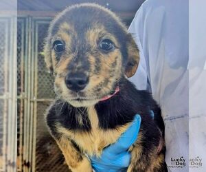 Spaniel-Unknown Mix Dogs for adoption in Washington, DC, USA