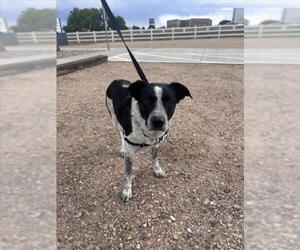 Mutt Dogs for adoption in Fort Collins, CO, USA