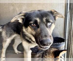 German Shepherd Dog-Siberian Husky Mix Dogs for adoption in San Bernardino, CA, USA