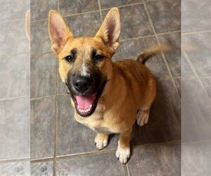 German Shepherd Dog Dogs for adoption in Germantown, OH, USA