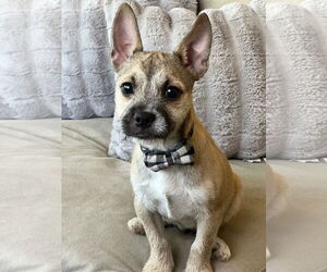 Pug-Shih Tzu Mix Dogs for adoption in Phoenix, AZ, USA