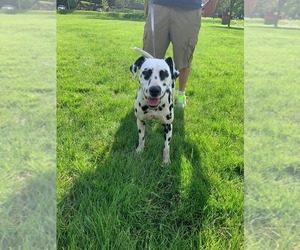 Dalmatian Dogs for adoption in CORNING, NY, USA