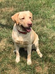 Labrador Retriever Dogs for adoption in Woodstock, IL, USA