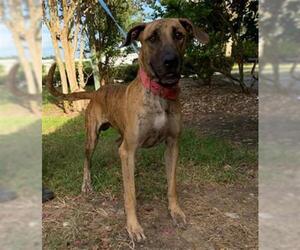 Great Dane Dogs for adoption in Tavares, FL, USA