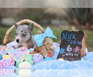 Great Dane Dogs for adoption in Bullard, TX, USA