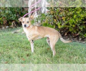 Italian Greyhuahua Dogs for adoption in El Cajon, CA, USA