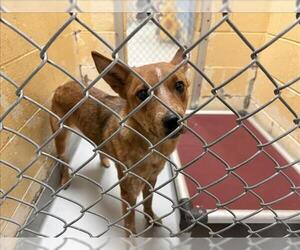 Mutt Dogs for adoption in Tulsa, OK, USA