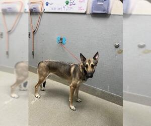 German Shepherd Dog-Unknown Mix Dogs for adoption in Las Vegas, NV, USA