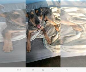 Mutt Dogs for adoption in Surprise , AZ, USA