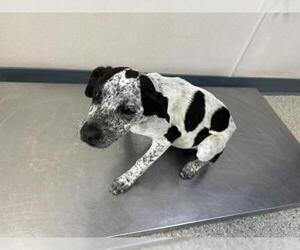 Australian Cattle Dog-Unknown Mix Dogs for adoption in Visalia, CA, USA