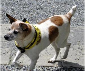 Jack Russell Terrier-Unknown Mix Dogs for adoption in Siler City, NC, USA
