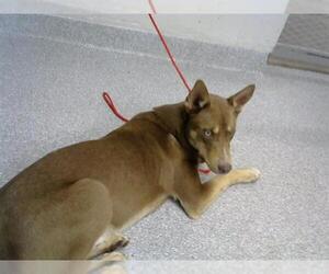Siberian Husky-Unknown Mix Dogs for adoption in Pasadena, TX, USA