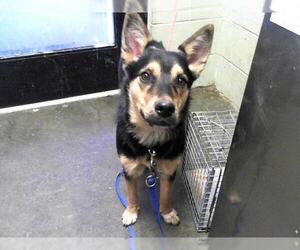 Australian Kelpie Dogs for adoption in Tulsa, OK, USA