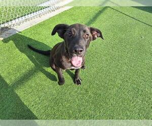 Labrador Retriever-Unknown Mix Dogs for adoption in Grand Prairie, TX, USA