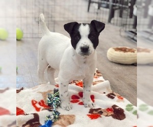 Labrador Retriever Dogs for adoption in Rossville, TN, USA