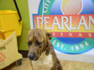 Catahoula Leopard Dog-Unknown Mix Dogs for adoption in Pearland, TX, USA