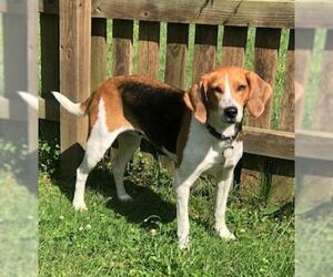 Coonhound-Unknown Mix Dogs for adoption in Cary, NC, USA