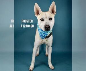 Siberian Husky-Unknown Mix Dogs for adoption in Bakersfield, CA, USA