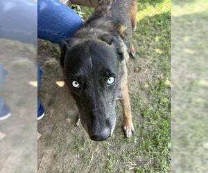 Mutt Dogs for adoption in Tulsa, OK, USA