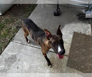 Catahoula Leopard Dog-Unknown Mix Dogs for adoption in Grand Prairie, TX, USA