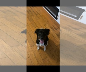 Labrador Retriever-Unknown Mix Dogs for adoption in Holly Springs, NC, USA