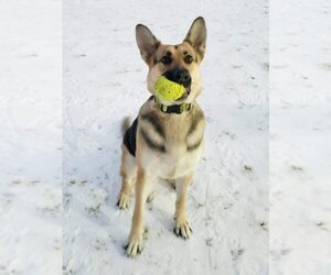 German Shepherd Dog Dogs for adoption in Leavenworth, KS, USA