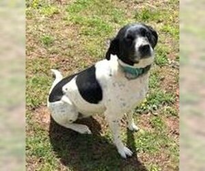 Lab-Pointer Dogs for adoption in Mount Airy, NC, USA