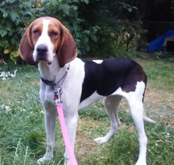 Treeing Walker Coonhound-Unknown Mix Dogs for adoption in Custer, WA, USA