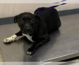 Chihuahua-Unknown Mix Dogs for adoption in Visalia, CA, USA