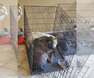 German Shepherd Dog-Siberian Husky Mix Dogs for adoption in Forest, VA, USA