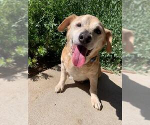 Beagi Dogs for adoption in  Ramona, CA, USA