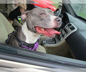 Staffordshire Bull Terrier Dogs for adoption in Ocala, FL, USA