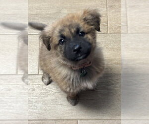 Mutt Dogs for adoption in Springdale, PA, USA