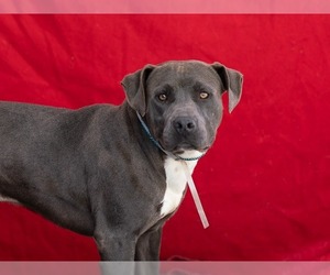 Medium Photo #1 American Pit Bull Terrier-Labrador Retriever Mix Puppy For Sale in Pasadena, CA, USA