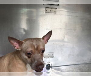 Chihuahua Dogs for adoption in West Palm Beach, FL, USA
