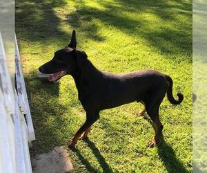 Doberman Pinscher Dogs for adoption in Los Angeles, CA, USA