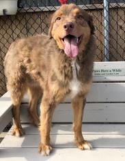 Australian Shepherd-Unknown Mix Dogs for adoption in Winchester, TN, USA