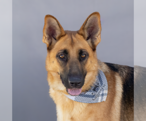 German Shepherd Dog Dogs for adoption in Pasadena, CA, USA