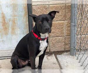American Pit Bull Terrier Dogs for adoption in Tulsa, OK, USA