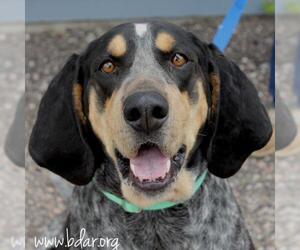 Bluetick Coonhound Dogs for adoption in Cheyenne, WY, USA