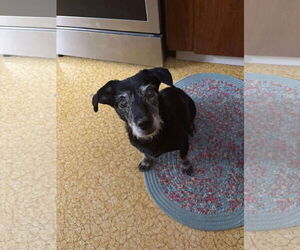 Dachshund-Unknown Mix Dogs for adoption in MIDWAY, UT, USA