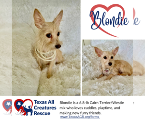 Cairn Terrier-Unknown Mix Dogs for adoption in Lillian, TX, USA