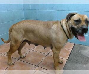 American Pit Bull Terrier-Unknown Mix Dogs for adoption in Downey, CA, USA