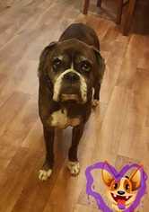 Boxer Dogs for adoption in Glen Haven, WI, USA