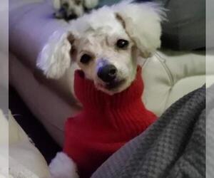 Bichon Frise-Unknown Mix Dogs for adoption in Marrero, LA, USA