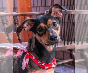 Miniature Pinscher-Whippet Mix Dogs for adoption in Salt Lake City, UT, USA