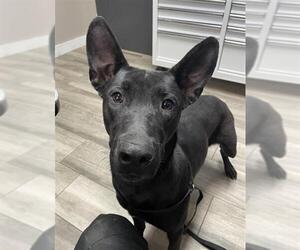 Mutt Dogs for adoption in Redlands, CA, USA